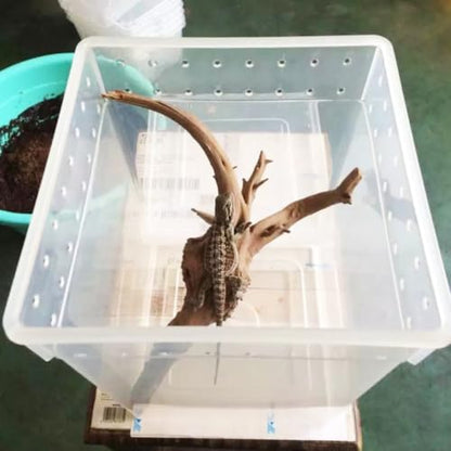 YARNOW Reptile Feeding Box for Lizards and Spiders Lightweight Pp Material with Ventilated Design Suitable for Feeding and Temporary Quarantine Zone