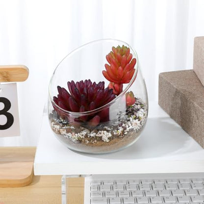 Homoyoyo Clear Glass Terrarium Bowl Vase Slanted Mouth Decorative Bowl for Succulents Moss Air Plants Small Indoor Planter for Desks Bookshelves Home Centerpieces 4.72 X 4.33 X 3.93 in