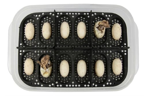 Gecko Egg Incubation Container with Built-in Tray – Holds 12 Eggs | Clear Polypropylene Box | Space-Saving Design | Suspended Incubation for Higher Hatch Rates