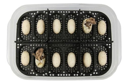 Gecko Egg Incubation Container with Built-in Tray – Holds 12 Eggs | Clear Polypropylene Box | Space-Saving Design | Suspended Incubation for Higher Hatch Rates