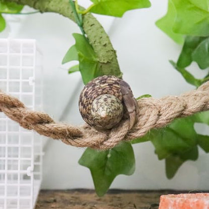 Hermit Crab Climbing Toys, Reptile Rope Ladder Supplies, Tank Aquarium Terrarium Vines Accessories, Habitat Decor for Lizards Geckos Snakes Bearded Dragon