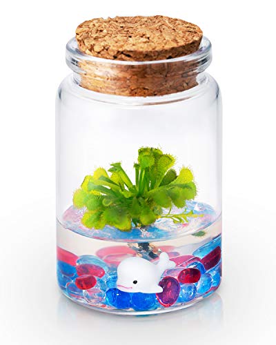Sundew Terrarium - 100% Self Sustaining Drosera spatulata in Maintenance Free Glass Jar with Unique Terra Gel, Fast and Healthy Plant Growth for Kids and Adults