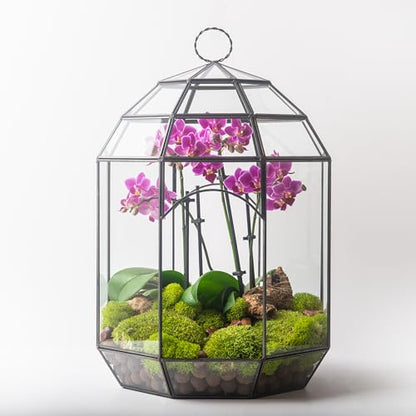 SuperMoss (90406) Glass Terrarium – Modern Glass Planter for Indoor Plants, Succulents, Air Plants & DIY Terrarium Kits, 10.6” x 14.5”, Solarium