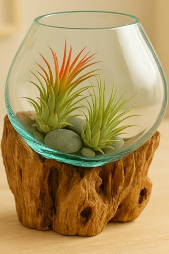 OMA Molten Glass on Driftwood – Hand-Blown Melted Glass Vase, Terrarium, or Planter for Coastal & Boho Home Décor (6"–7" High) - size: 6" High