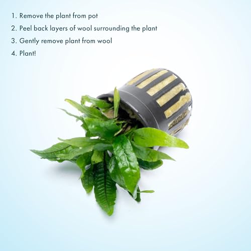 Java Fern Live Aquarium Plants - Potted Freshwater Plant for Fish Tanks - Beginner Friendly, Low Light (Narrow Mini, 3 Pots) - color: Narrow Mini, size: Pot - 3 Count