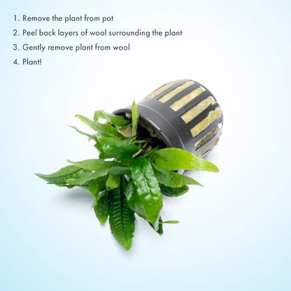 Java Fern Live Aquarium Plants - Potted Freshwater Plant for Fish Tanks - Beginner Friendly, Low Light (Narrow Mini, 3 Pots) - color: Narrow Mini, size: Pot - 3 Count