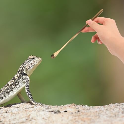POPETPOP Pet Food Feeding Spoon Set Lizard Scoop for Food Spoon Mini Easy Handling - color: As Shown 3