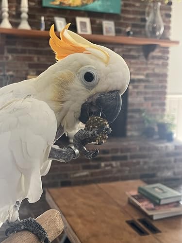 Harrison's Bird Foods Nuggies Treats - A Revolutionary High Potency Nuggets Treat Designed to Support Bird Health and Diet Transitions, 196g