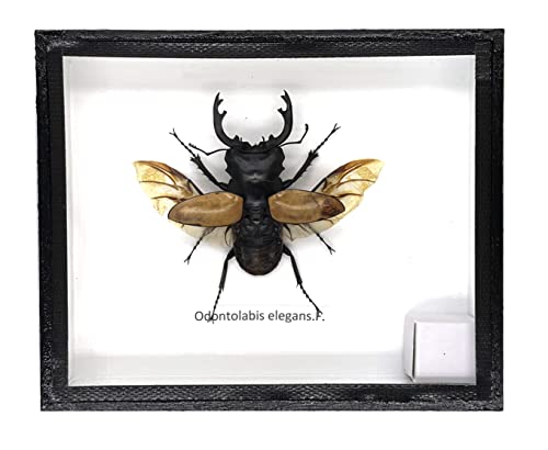 Real Exotic Stag Beetle (Odontolobis Elegans) Open Wings - Taxidermy Insect Bug Collection Framed in a Wooden Box as Pictured (Black Wooden Box) - color: Black Wooden Box