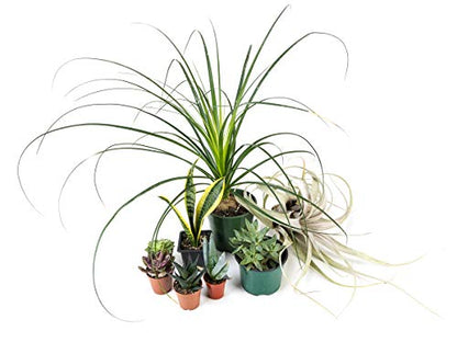 Josh's Frogs Desert Plant Kits for Arid Bioactive Terrariums (Large) - size: Large
