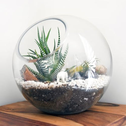 Mipcase 3 Pack Slanted Glass Terrarium Set - Clear Bubble Planter Globe for Air Plants, Succulents, & Moss - Miniature Desktop Decor for Home & Office, DIY Indoor Garden Propagation Station (3 Sizes) | Clear glass, 3 sizes, hydroponic rooting, air plants