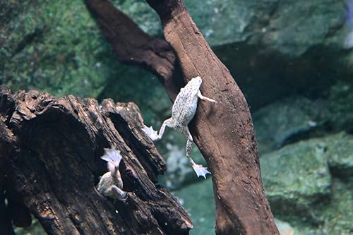 Dwarf Aquatic Frog Food Mix Soft Pellets 1.2 & Blackworm Pellets 1.0 Axolotls A452F (8oz) - size: 8 Ounce (Pack of 1)