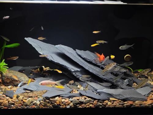 Aquarium Rock Natural Slate Rocks 2 to 4 inch Aquariums Stone for Aquascaping,Terrariums,Reptile Enclosures,Paludariums, and Gardens-5lb - size: 5lb(2-6'')