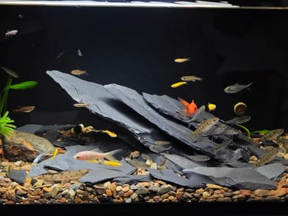 Aquarium Rock Natural Slate Rocks 2 to 6 inch Aquariums Stone for Aquascaping,Terrariums,Reptile Enclosures,Paludariums, and Gardens-10lb - size: 10lb(2-7'')