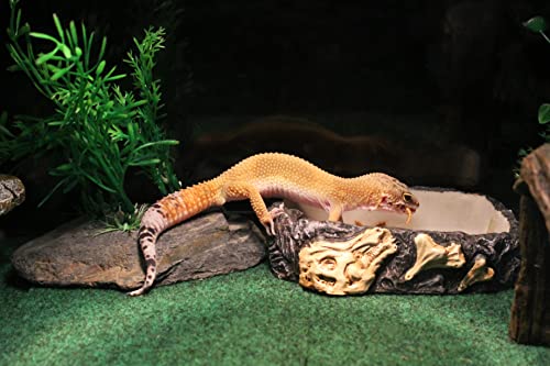 PENN-PLAX Reptology Reptile Fossil Rock Food/Water Dish – Perfect for Bearded Dragons, Geckos, Chameleons, Snakes, Hermit Crabs, and Many More – Large - size: Large