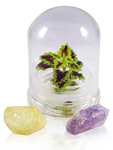 Rainbow Floral Terrarium - Self Grow, Maintenance Free -Coleus - 4" Dome