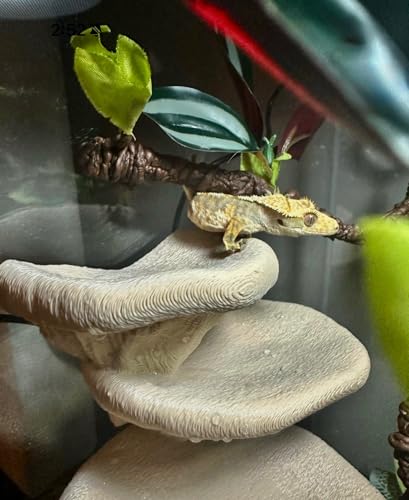 Mushroom Ledge for Terrarium – Climbing & Resting Shelf with Suction Cups (Dark Green, 6''x4.5''x5.25'') - color: Dark Green