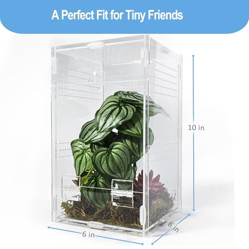 Jumping Spider Enclosure 6”x6”x10”, Arboreal Tarantula Enclosure, Praying Mantis Terrarium Critter Cage for Jumping Spider, Tarantula, Mantis, Snail, Isopods, Beetles, Millipedes - size: Large
