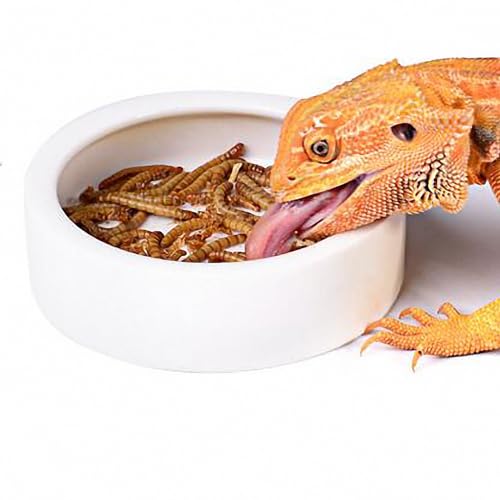 OMEM Worm Dish Mini Reptile Food Bowl Ceramics Made Mealworms Bowls Anti-Escape for Lizard Gecko Leopard Bearded Dragon (M) - size: Medium