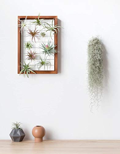 Mkono Air Plant Holder Hanging, 16" Wooden Wall Display Hanger Frame Decor | Unique Wire Shelf Design, Dual Mount & Tabletop, for Indoor Live Fern Succulent, Christma Plant Lover Gift, Airplant Excluded