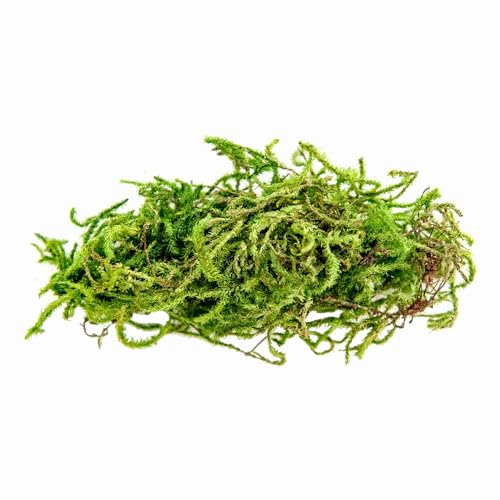 Galápagos (05350) Humid Environment Terrarium Kit – Essential Moss Accessories for Dart Frogs, Iguanas, Chameleons & Reptile Tanks