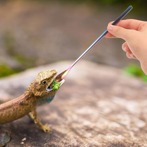 NOLITOY Pet Feeding Spoon Set Small Reptile Food Scoop Lizard Food Spoon Stainless Steel Easy to Lightweight for Tortoise Lizard Pack of 3 - color: As Shown 1