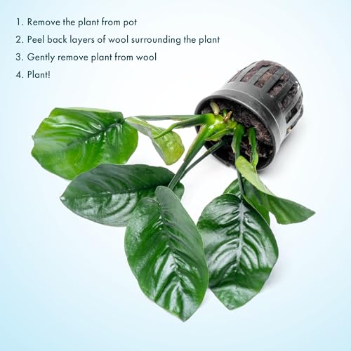 Anubias Live Aquarium Plants - Potted Freshwater Plant for Fish Tanks, Terrariums - Beginner Friendly Low Light (Barteri Butterfly, 3 Pots) - color: Barteri Butterfly, size: 3 Pots