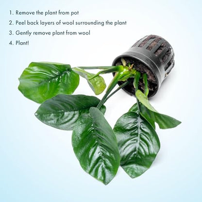 Anubias Live Aquarium Plants - Potted Freshwater Plant for Fish Tanks, Terrariums - Beginner Friendly Low Light (Barteri Butterfly, 3 Pots) - color: Barteri Butterfly, size: 3 Pots