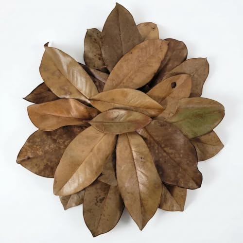 21 Leaves Magnolia Leaves | Bioactive Terrarium Substrate & Supply | Ships Fast from Texas