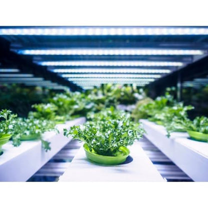 Feit Electric 54362 - PAR38/GROW/LED/BX Flood Plant Aquarium Terrarium Light Bulb