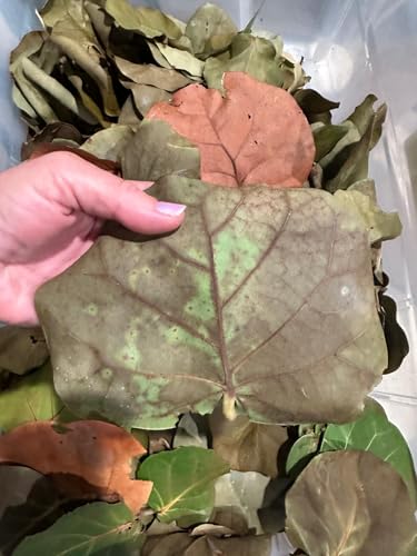 40 Natural Sea Grape Leaves from Florida Preserve – Organic, Chemical-Free Leaf Litter for Terrariums, Hermit Crabs, Reptiles & Crafts – Large Assorted Sizes (2- Gallon Bags)