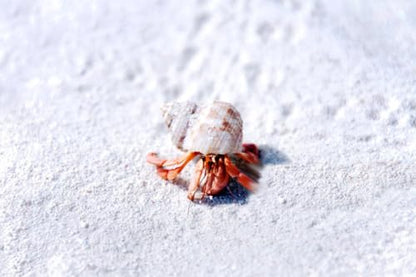 5 lbs. Hermit Crab Sand Substrate, All Natural Premium White Sand Mixture, for Hermit Crab Tanks