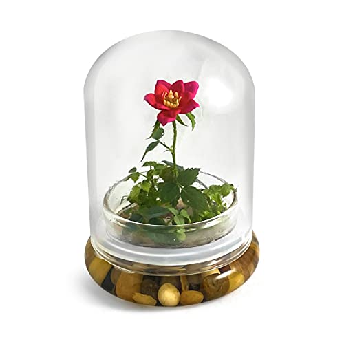 Bloomify Live Rose Terrarium, Miniature Rose in Self Sustaining Glass Jar, Maintenance Free, Great Unique Gift and Home Decor.