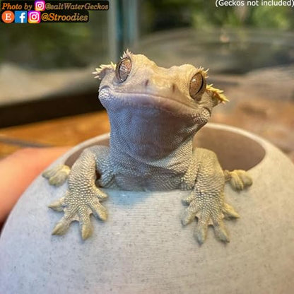 Stroodies Original Bubbleloft Hide for Arboreal Geckos | Especially Adult Cresties | Includes Suction Cups | (Marble)
