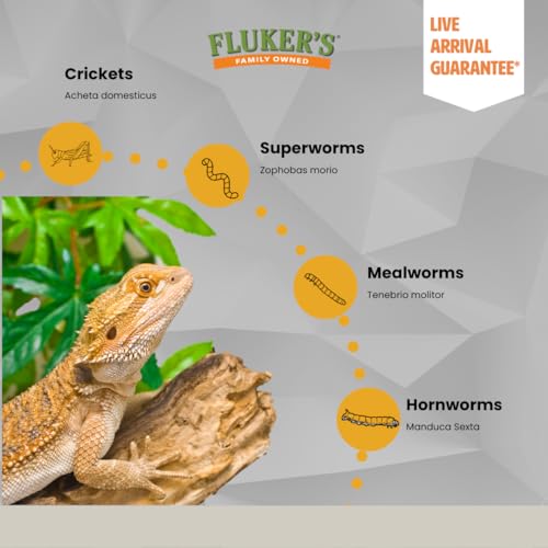 Fluker's Hornworms 24 Count - Reptile and Chicken Food - size: 24 Count (Pack of 1)