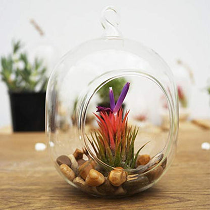 WGV Hanging Glass Plant Terrarium Bulk, Width 5", Height 6", Lantern DIY Air Succulent Planter Clear Tea Light Votive Candle Holder, Wedding Event Office Home Outdoor Decor, 3 Pieces