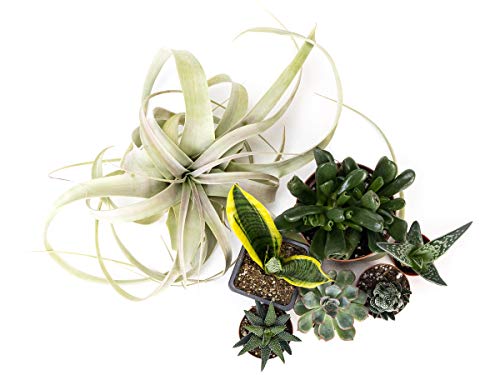 Josh's Frogs Desert Plant Kits for Arid Bioactive Terrariums (Medium) - size: Medium