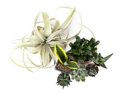 Josh's Frogs Desert Plant Kits for Arid Bioactive Terrariums (Medium) - size: Medium