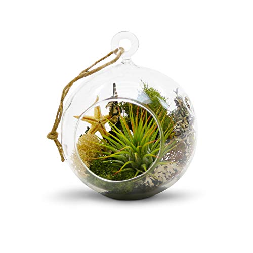 WGV Hanging Terrarium Globe, Width 4", Height 4.75", DIY Air Succulent Planter, Clear Glass Vase Orb with Flat Bottom, Candle Holder for Windowsill Outdoor Garden Decor, 24 Pieces Bulk - size: 4" Flat Bottom