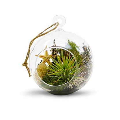 WGV Hanging Terrarium Globe, Width 4", Height 4.75", DIY Air Succulent Planter, Clear Glass Vase Orb with Flat Bottom, Candle Holder for Windowsill Outdoor Garden Decor, 3 Pieces Bulk - size: 4"
