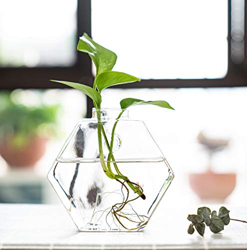 Kingbuy Hexagon Wall Planter Set - 3 Pack Glass Propagation Terrarium Vases with Hanging Mounts for Indoor Plants, Air Plants & Hydroponic Stations Home Office Decor, Plant Lover Gifts (Medium) - size: Medium