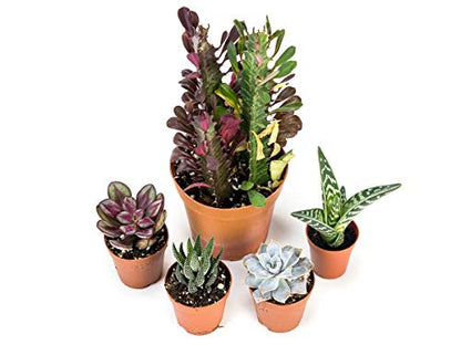 Josh's Frogs Desert Plant Kits for Arid Bioactive Terrariums (Small) - size: Small