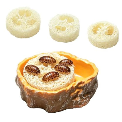 Dubia Roach Water Dish with 3 Luffa Inserts, Reptile Water Dish, Feeding Dish for Reptiles, Dubia Roaches Live, Isopods, Springtails, Crickets & Other Feeder Insects
