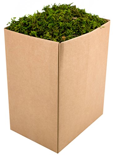 SuperMoss (25326 Forest Moss Preserved, Fresh Green, 5lbs - color: Fresh Green, size: Appx. 5 lb Bulk Case
