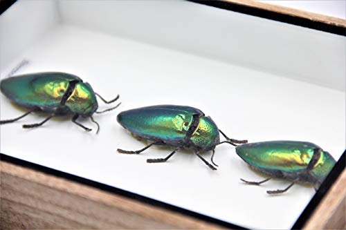 Jewel Beetle Mounts Insect Animals Taxidermy in Framed (3 Sternocera Aeguisignata Closed Wings) - style: 3 Sternocera Aeguisignata Closed Wings