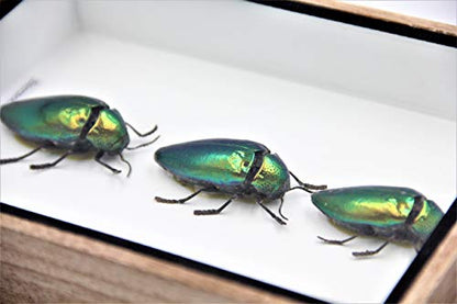 Jewel Beetle Mounts Insect Animals Taxidermy in Framed (3 Sternocera Aeguisignata Closed Wings) - style: 3 Sternocera Aeguisignata Closed Wings