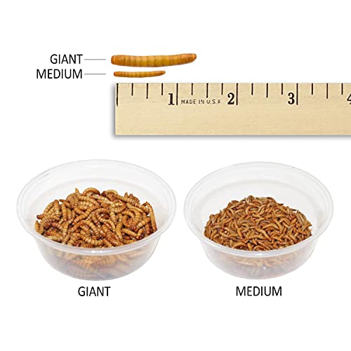 Mealworm Breeder Kit (Basic) - Breed Live Feeder Worms for Hedgehogs, Sugar Gliders, Reptiles, Wild Birds, Chickens, Lizards, Bearded Dragon, Skunks, Opossum, Fish, Turtles, Tortoises, Geckos