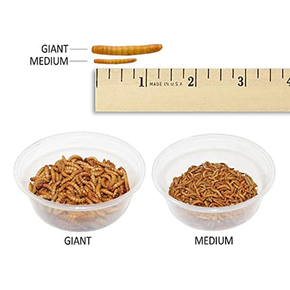 Mealworm Breeder Kit (Basic) - Breed Live Feeder Worms for Hedgehogs, Sugar Gliders, Reptiles, Wild Birds, Chickens, Lizards, Bearded Dragon, Skunks, Opossum, Fish, Turtles, Tortoises, Geckos