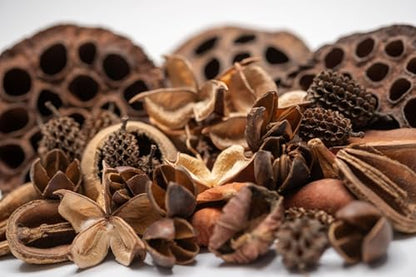 Seed Pod Aquarium Decor Botanical for Shrimp Hides and Breeding, Water Conditioner Betta Fish Botanicals, Isopods, Reptile Terrarium Decor. Dart Frog Vivarium, Lotus Pods