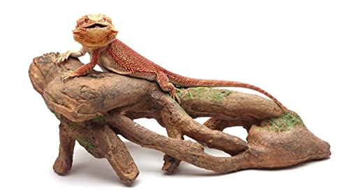 Gnarled Large Root, Brown, Reptile Habitat Accessory